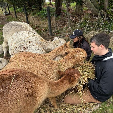 Silverstream Alpaca Farmstay & Tour Kaiapoi Exterior foto
