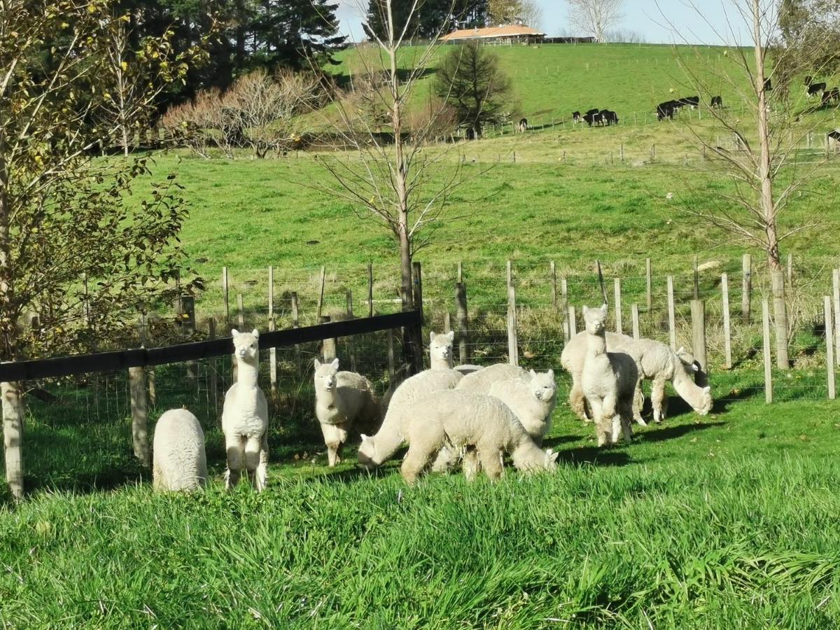 Silverstream Alpaca Farmstay & Tour Kaiapoi Exterior foto