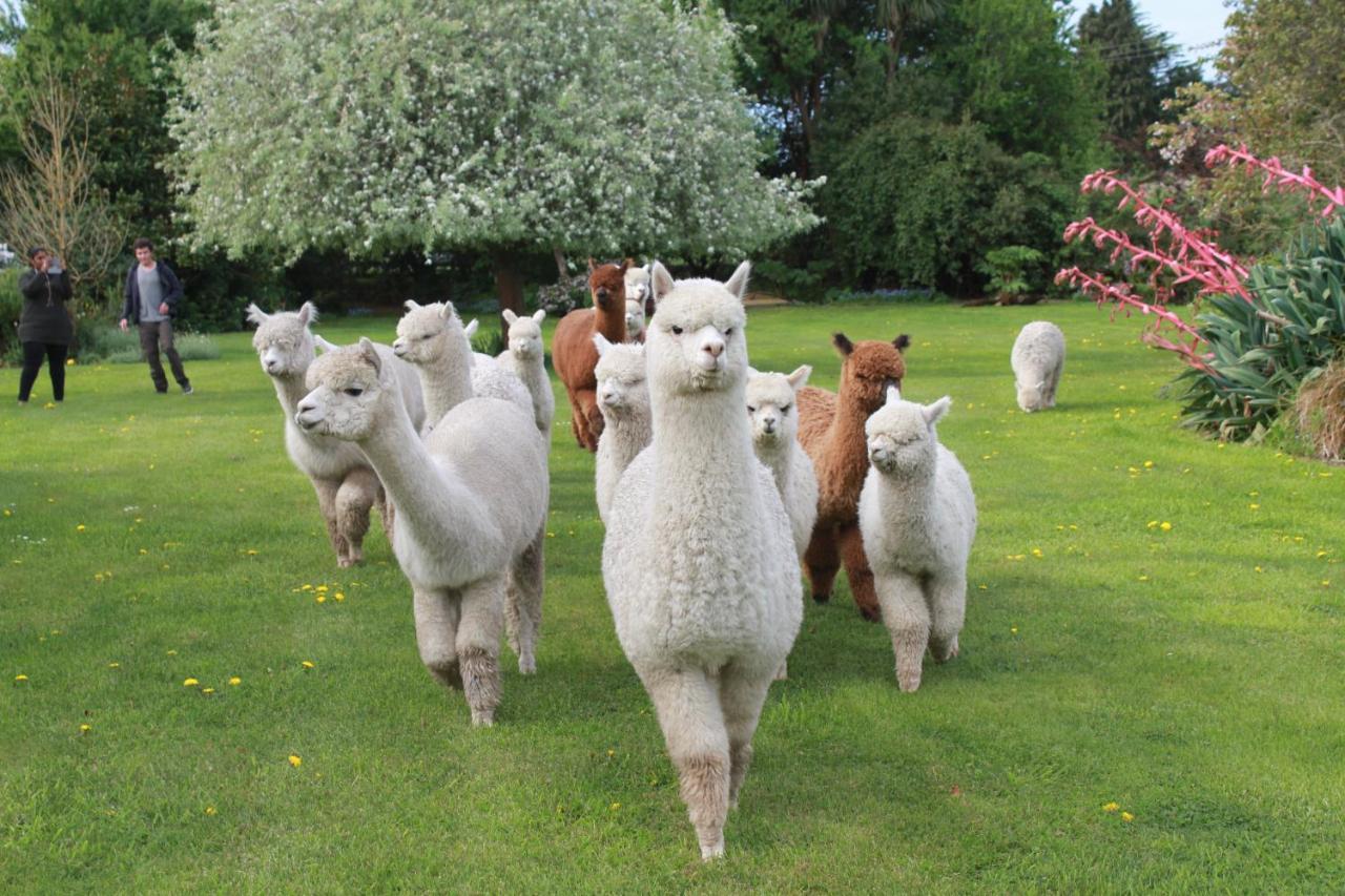 Silverstream Alpaca Farmstay & Tour Kaiapoi Exterior foto