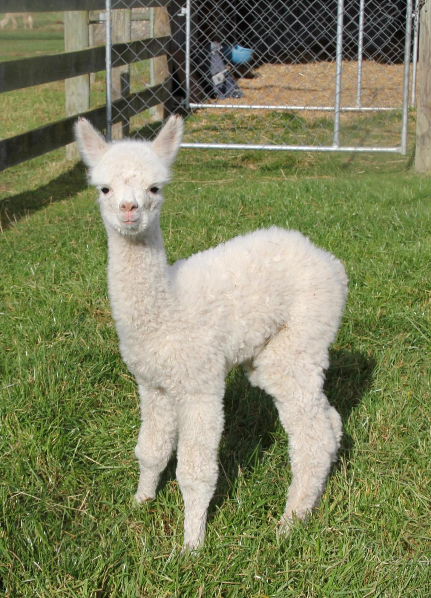 Silverstream Alpaca Farmstay & Tour Kaiapoi Exterior foto