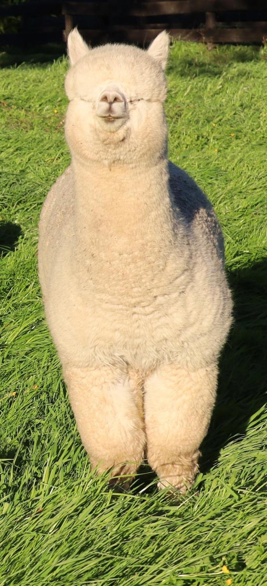 Silverstream Alpaca Farmstay & Tour Kaiapoi Exterior foto