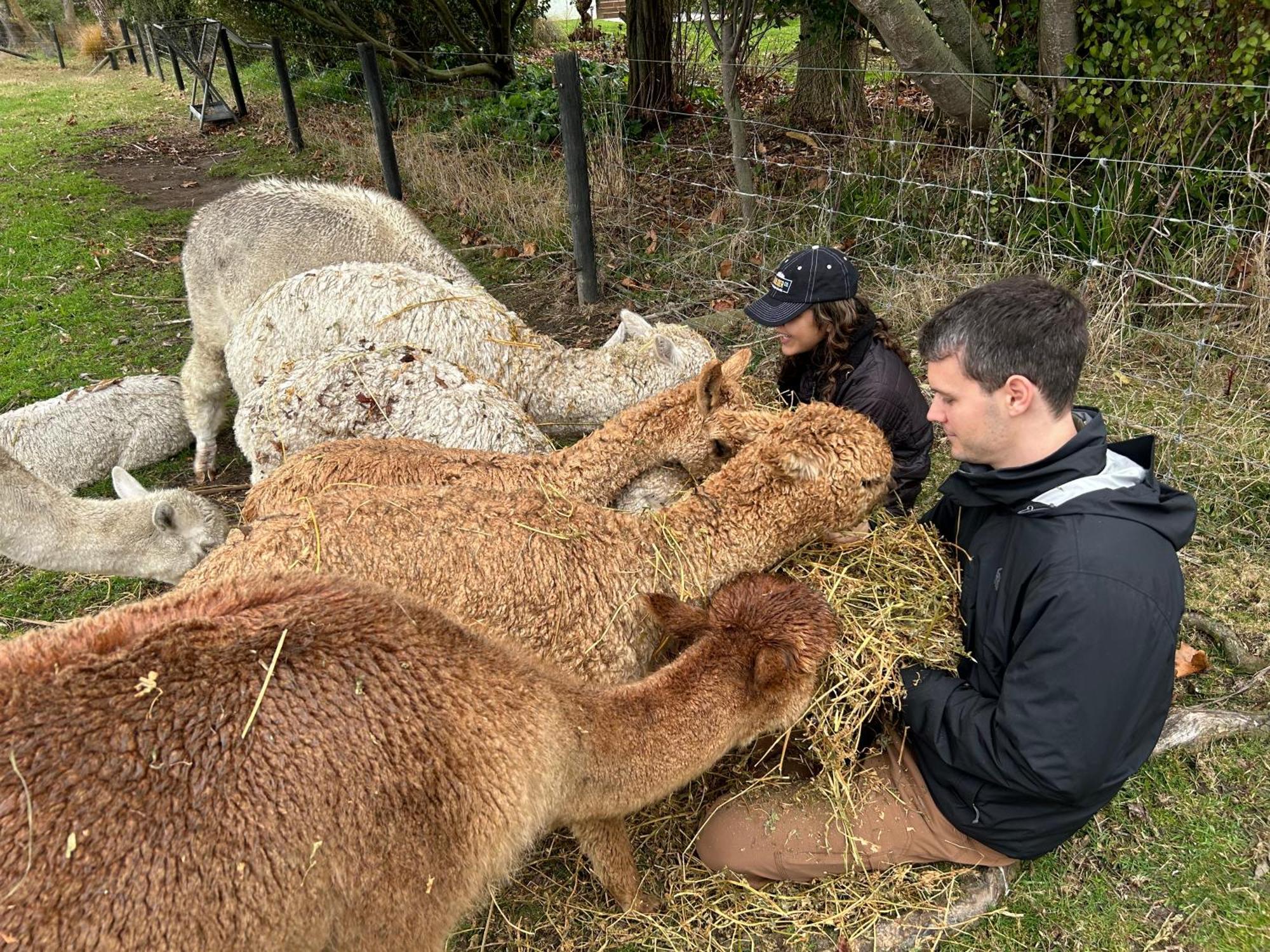 Silverstream Alpaca Farmstay & Tour Kaiapoi Exterior foto