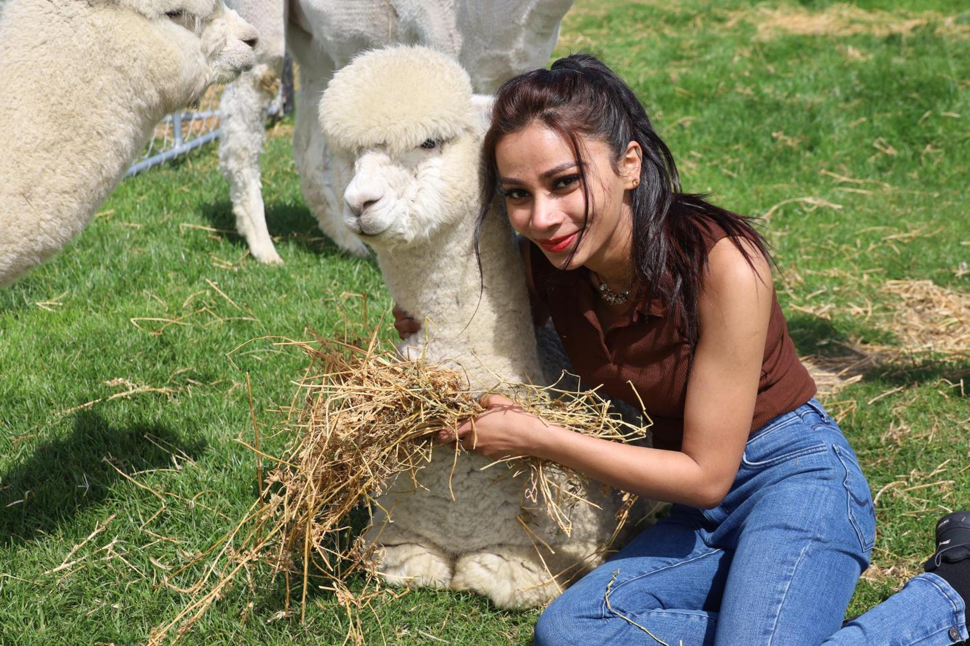 Silverstream Alpaca Farmstay & Tour Kaiapoi Exterior foto