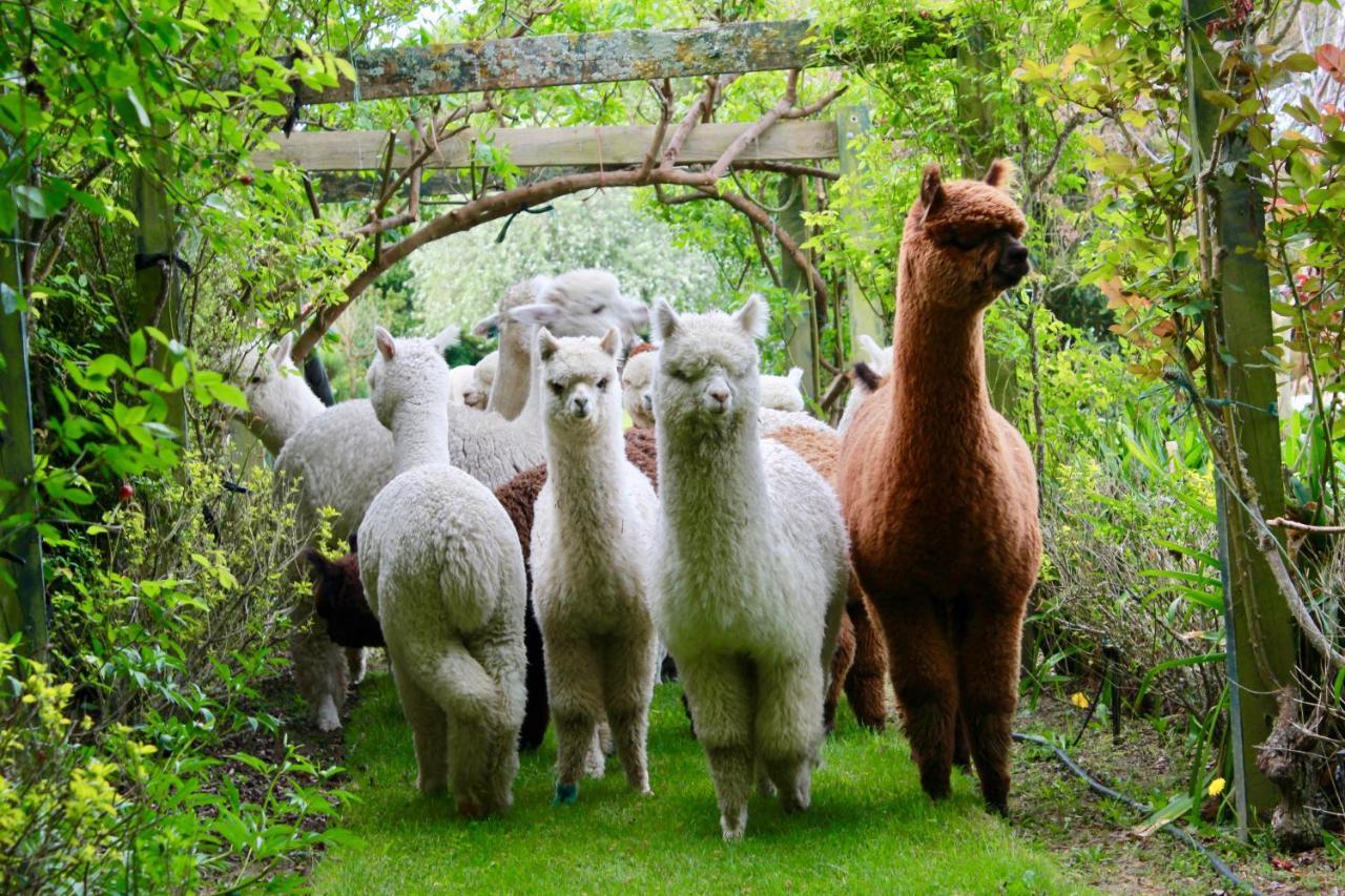 Silverstream Alpaca Farmstay & Tour Kaiapoi Exterior foto