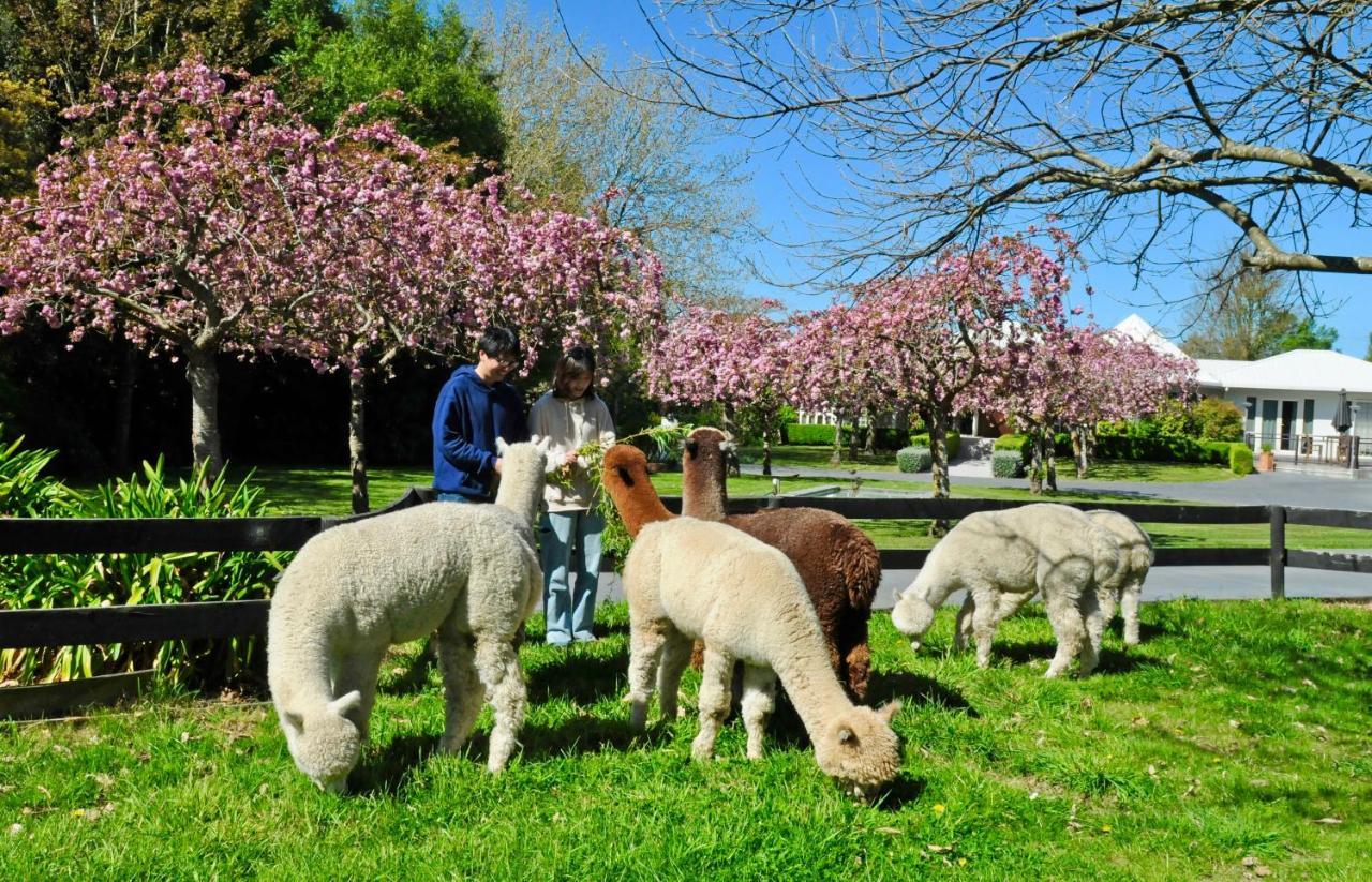 Silverstream Alpaca Farmstay & Tour Kaiapoi Exterior foto