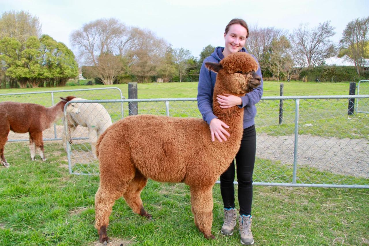 Silverstream Alpaca Farmstay & Tour Kaiapoi Exterior foto